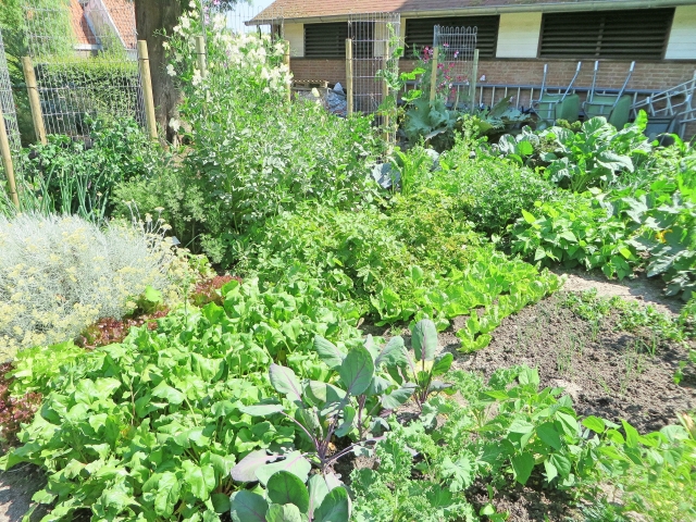 庭で本格的な家庭菜園をやってて泥棒の被害に遭っていた。警察に言っても意味がなかったので…